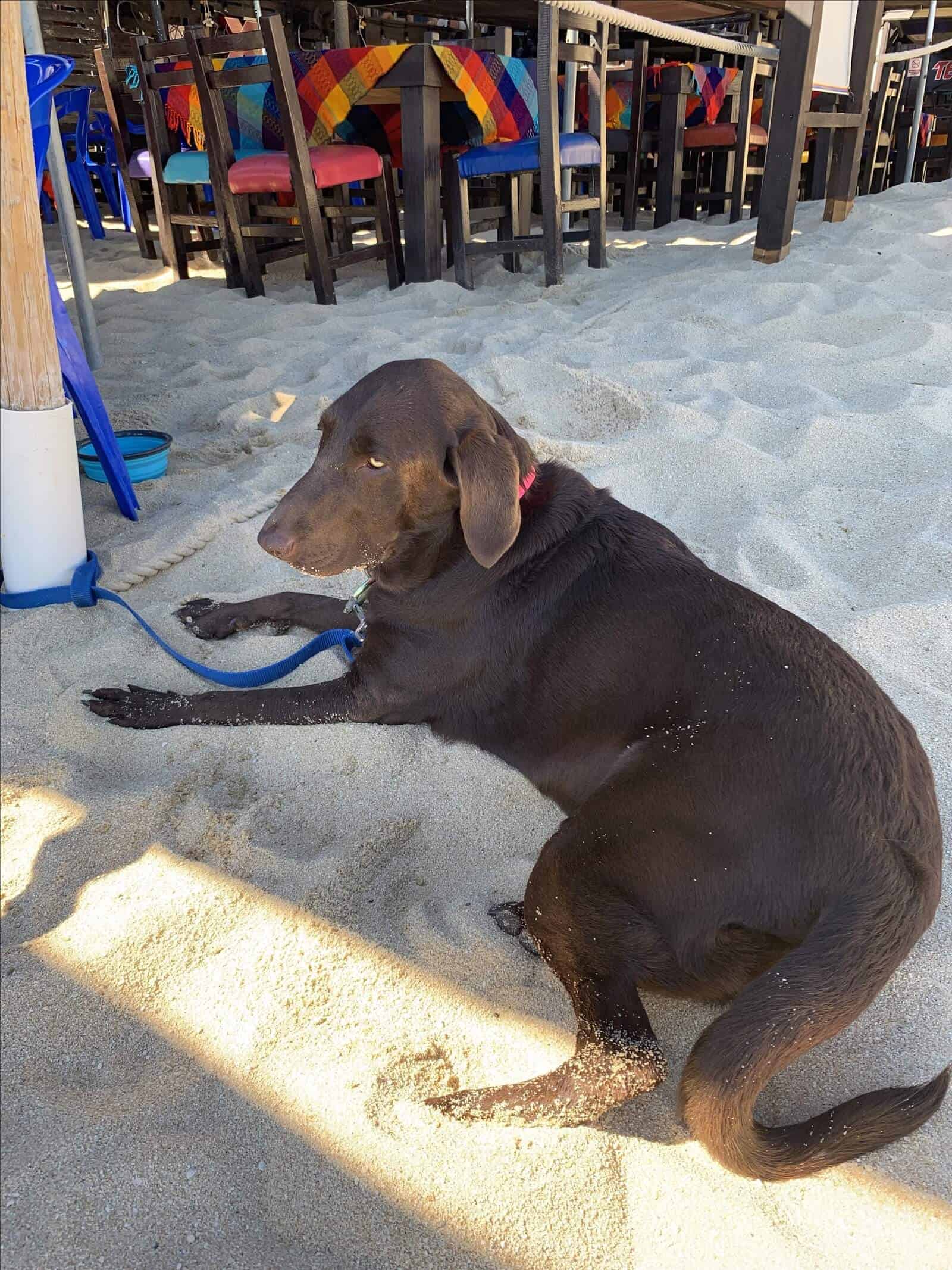 Bring your Pet to Cabo! Know All the Pet Friendly Places in Town - Are ...